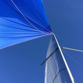 Spi bleu