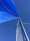 Spi bleu