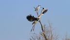 Madame aigrette regarde passer Mr Héron
