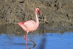 Flamant nain