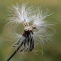 plume