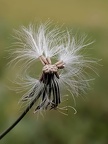 plume