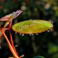 Le monde dans une goutte d'eau 2