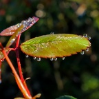 Le monde dans une goutte d'eau 2