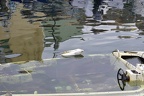Le Pitalugue 