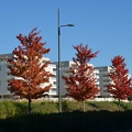 Automne dans la ville