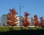 Automne dans la ville