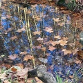Reflets du Lez - Les feuiiles d'automne