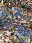 Reflets du Lez - Les feuiiles d'automne