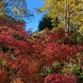 Automne à Montferrier