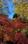 Automne à Montferrier