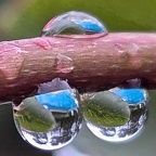 perles de pluie 1