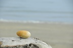 Oeuf de mer