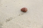 Pigne qui roule...