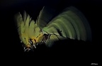 le Papillon