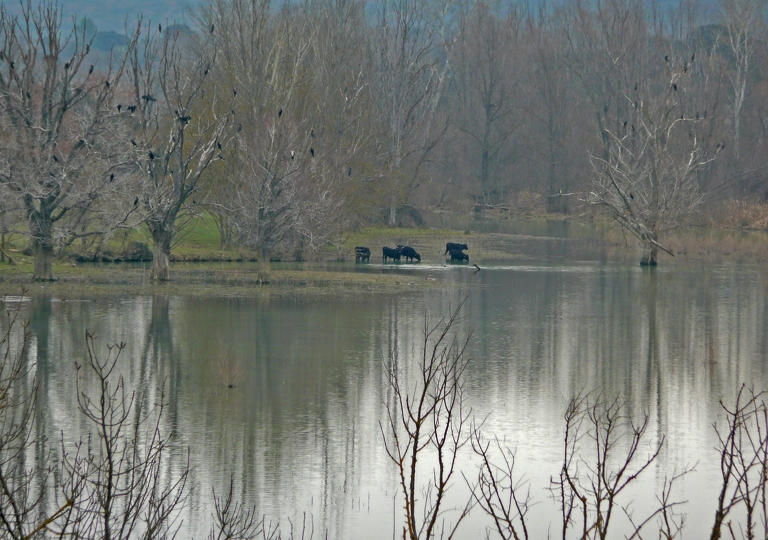 3-lac taureaux12011-01-09 048.jpg