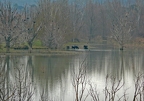 Taureaux au Lac