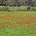 Les coquelicots