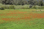 Les coquelicots